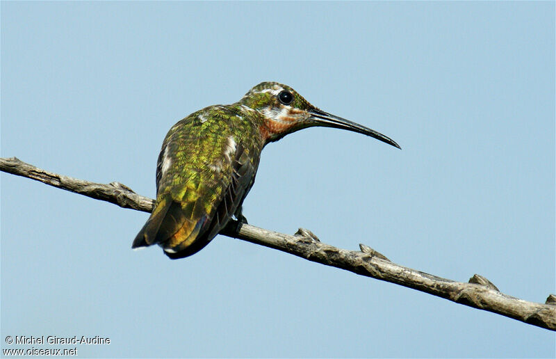 Green-throated Mango, identification