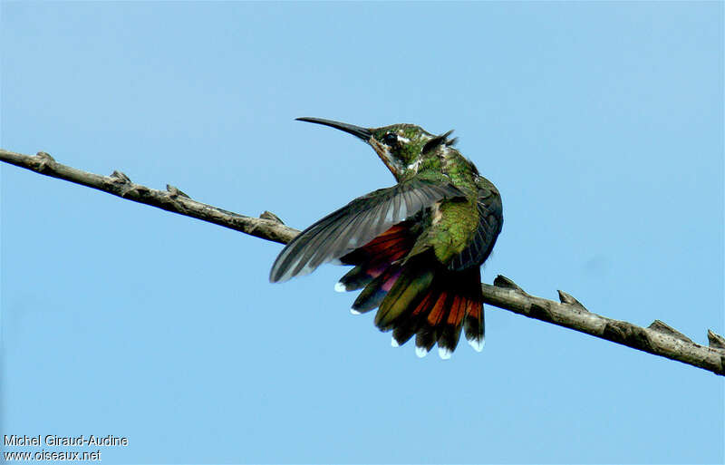 Green-throated Mangojuvenile, care, pigmentation