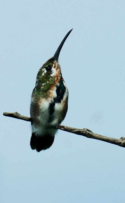 Green-throated Mango