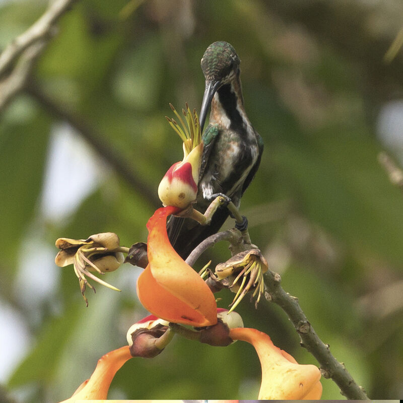 Mango à cravate verte femelle immature