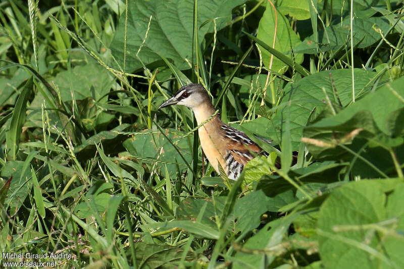 Yellow-breasted Crakeadult, habitat, pigmentation