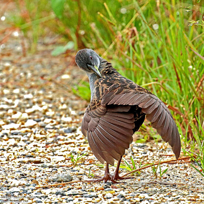 Ash-throated Crakeadult, care