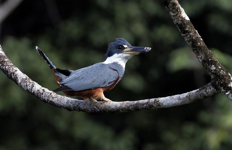 Ringed Kingfisher