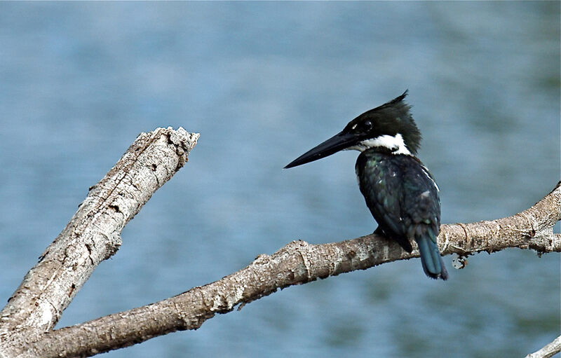 Amazon Kingfisher female