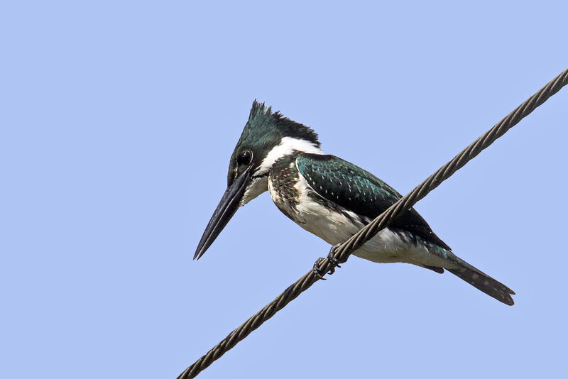 Amazon Kingfisher female adult