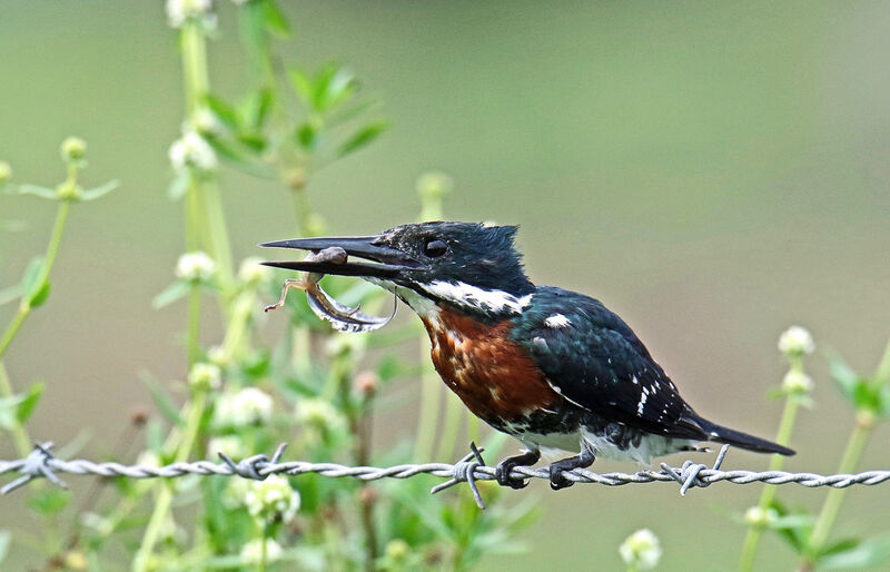 Amazon Kingfisheradult, eats