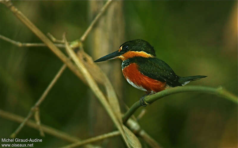 American Pygmy Kingfisher female adult, identification