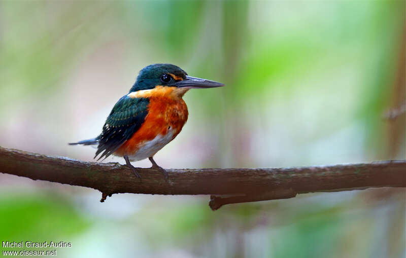 American Pygmy Kingfisherjuvenile, identification