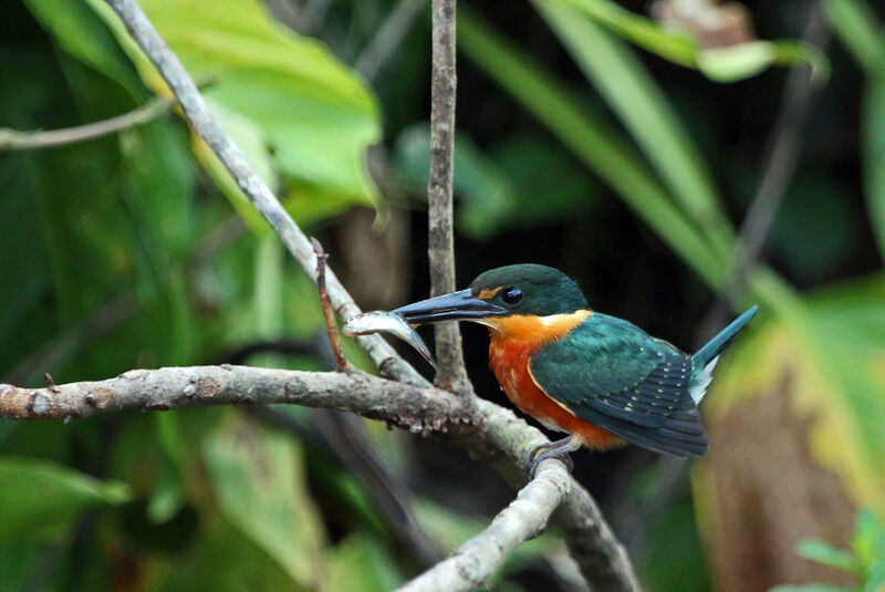 American Pygmy Kingfisher male, eats