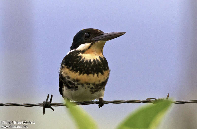 Green Kingfisher female adult, close-up portrait