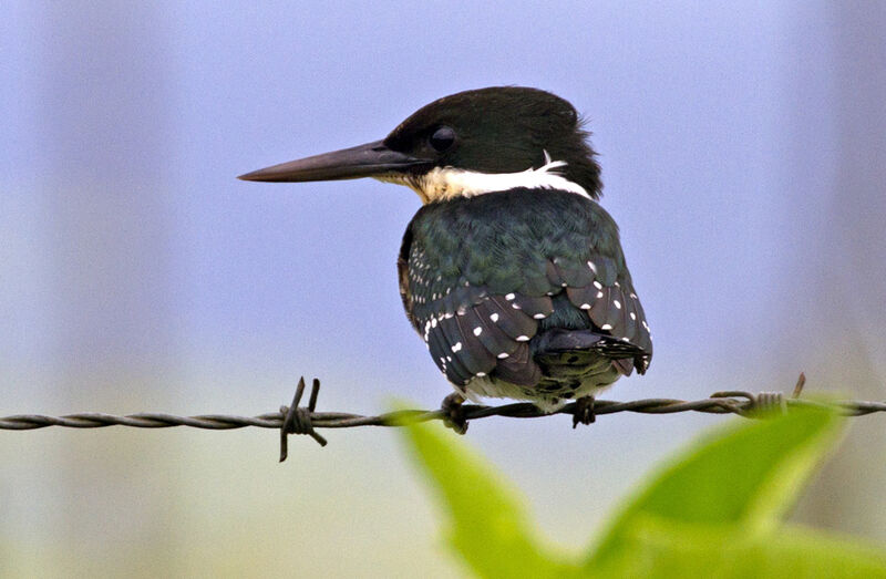 Green Kingfisher female adult