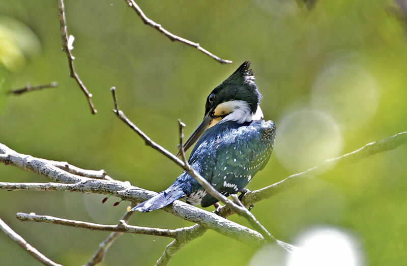 Green Kingfisher female adult