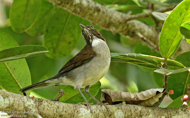 White-necked Thrushadult, habitat, pigmentation