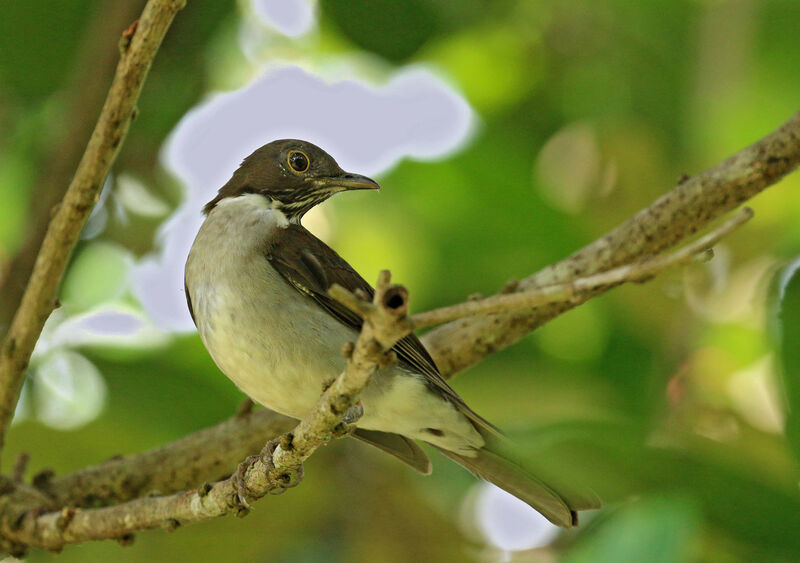 White-necked Thrushadult