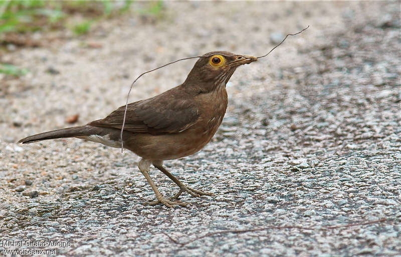 Spectacled Thrushadult, Reproduction-nesting