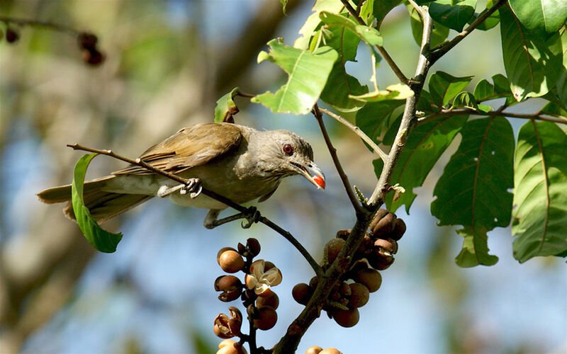 Pale-breasted Thrush