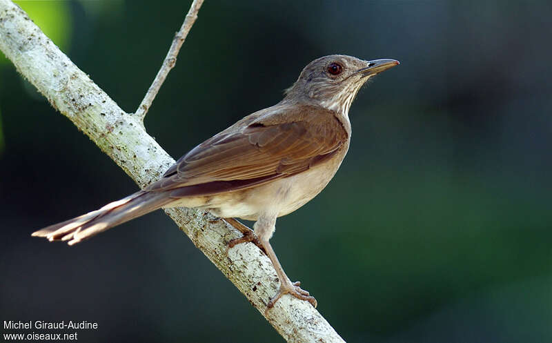 Merle leucomèle, identification