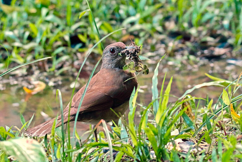 Pale-breasted Thrushadult, Reproduction-nesting