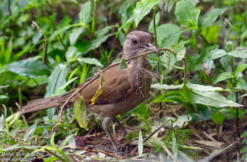 Pale-breasted Thrushadult, Reproduction-nesting