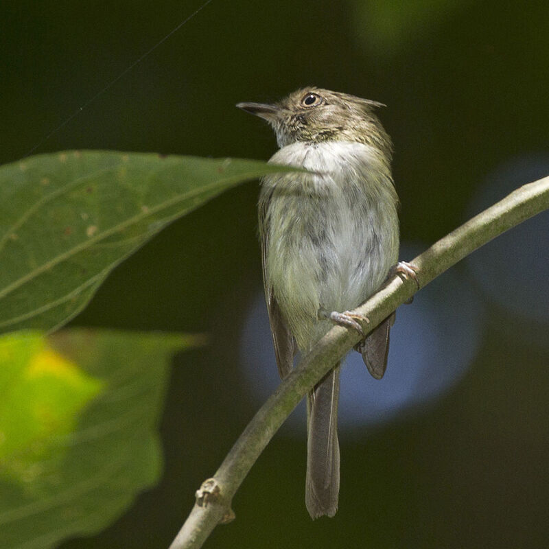 Helmeted Pygmy Tyrant