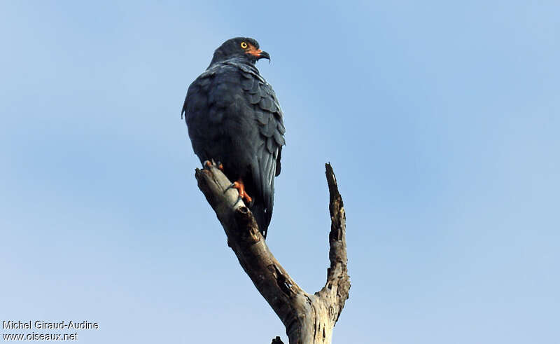 Slender-billed Kiteadult, identification