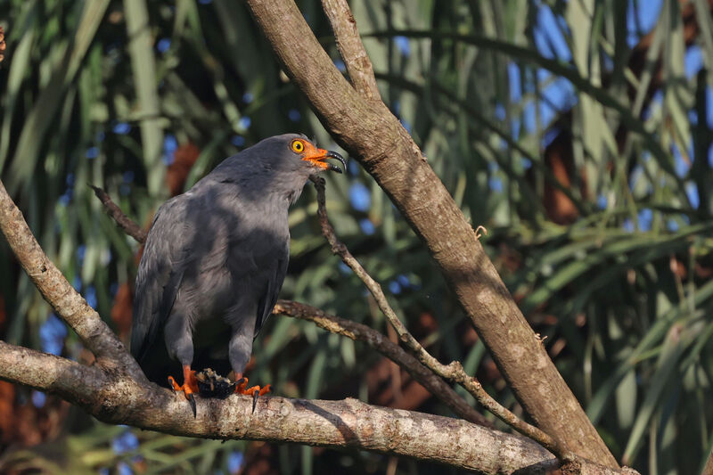 Slender-billed Kite