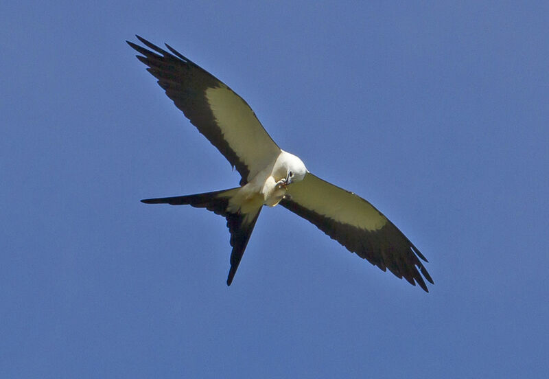 Swallow-tailed Kite