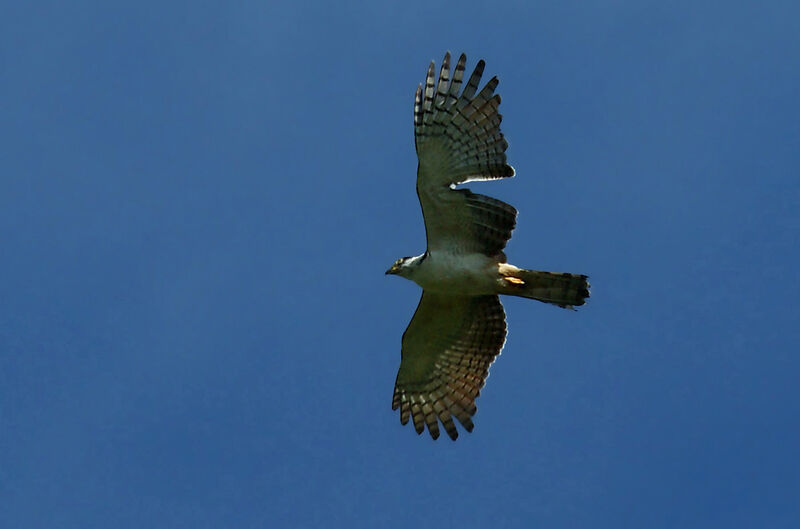 Hook-billed Kite