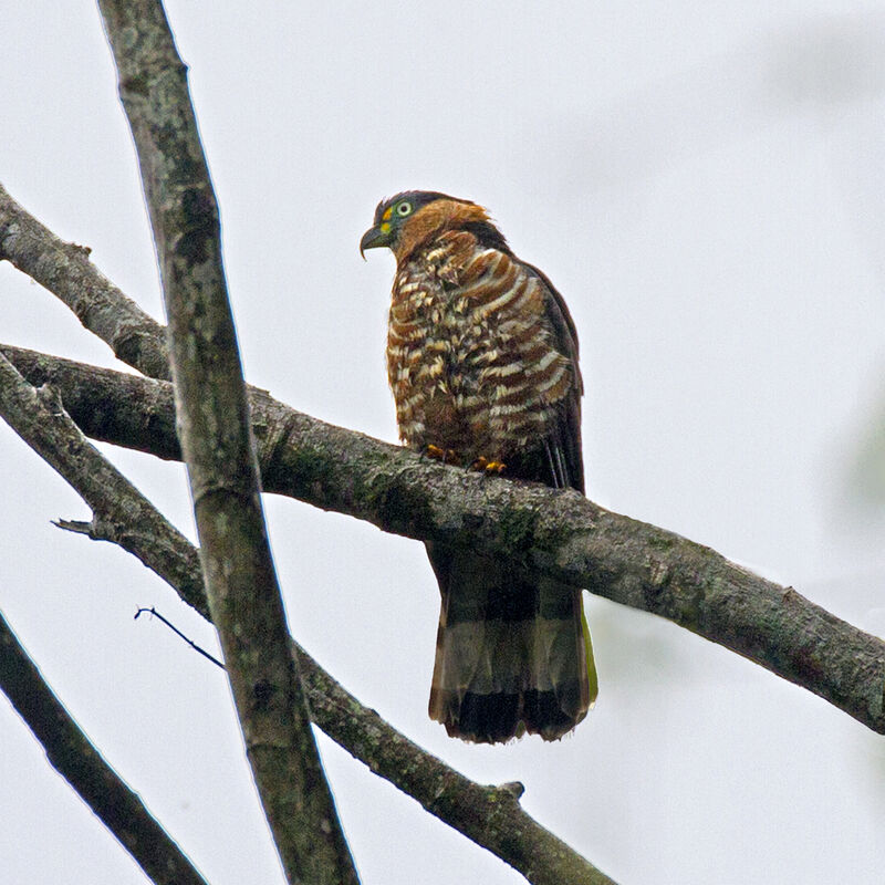 Hook-billed Kite female adult