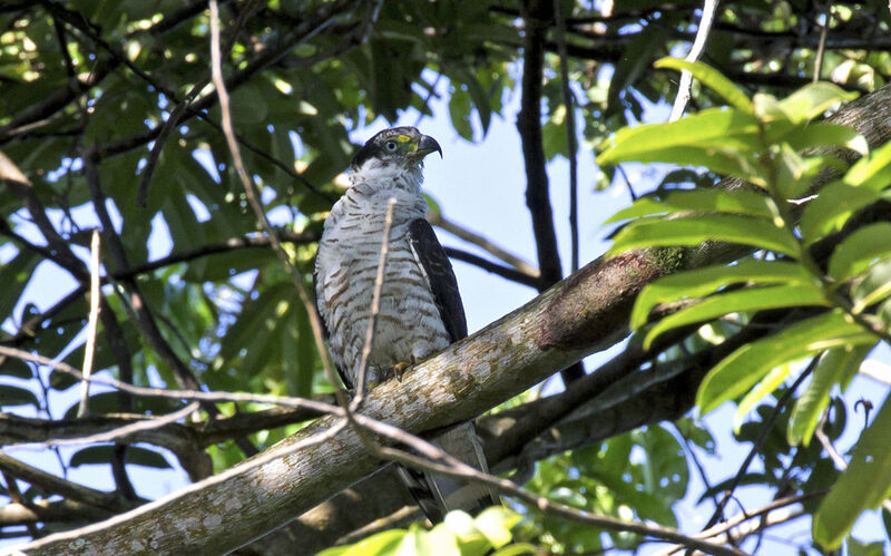 Hook-billed Kitejuvenile