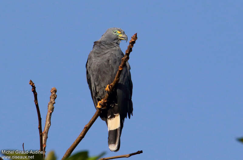 Hook-billed Kite male, identification