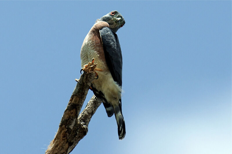 Milan bidentéimmature