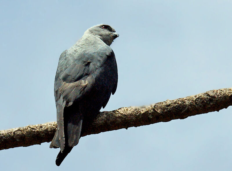 Plumbeous Kite, identification