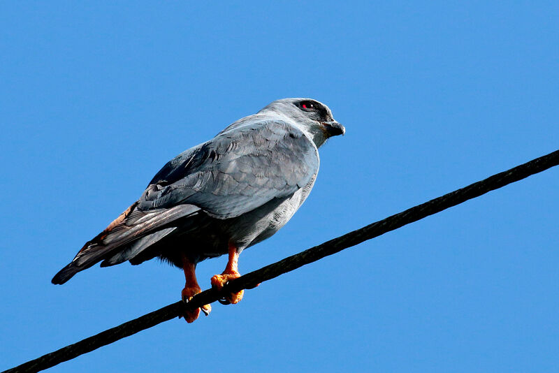 Plumbeous Kiteadult