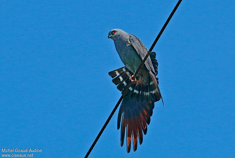 Plumbeous Kiteadult, pigmentation, Behaviour