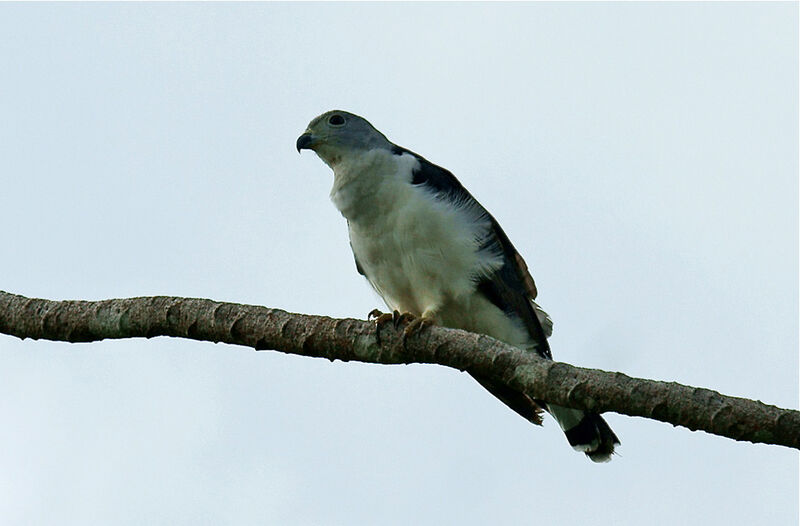 Grey-headed Kite