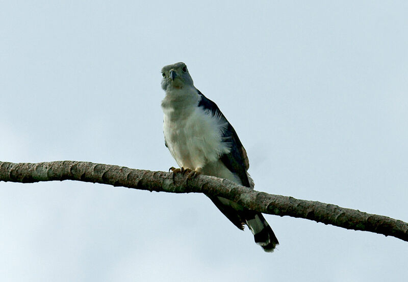 Grey-headed Kite