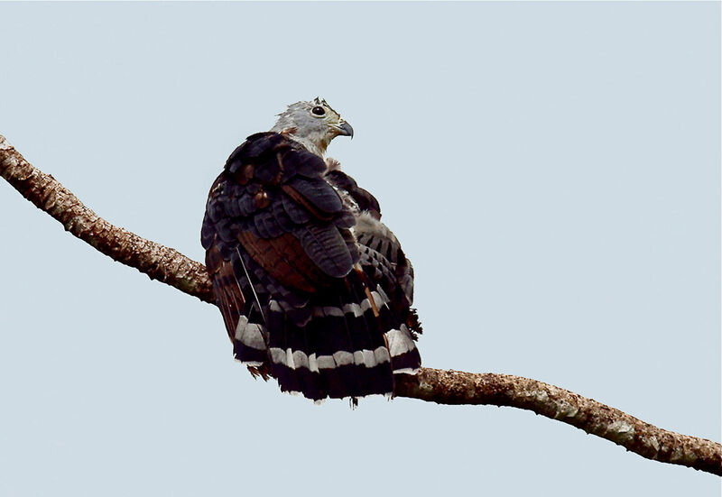 Grey-headed Kite, identification