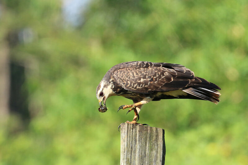 Milan des marais femelle, mange