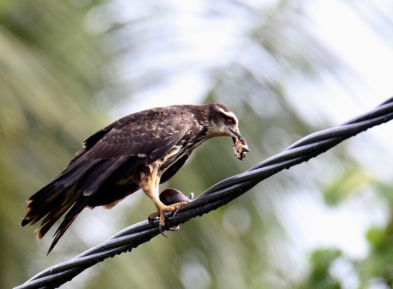 Snail Kite female adult, feeding habits, eats