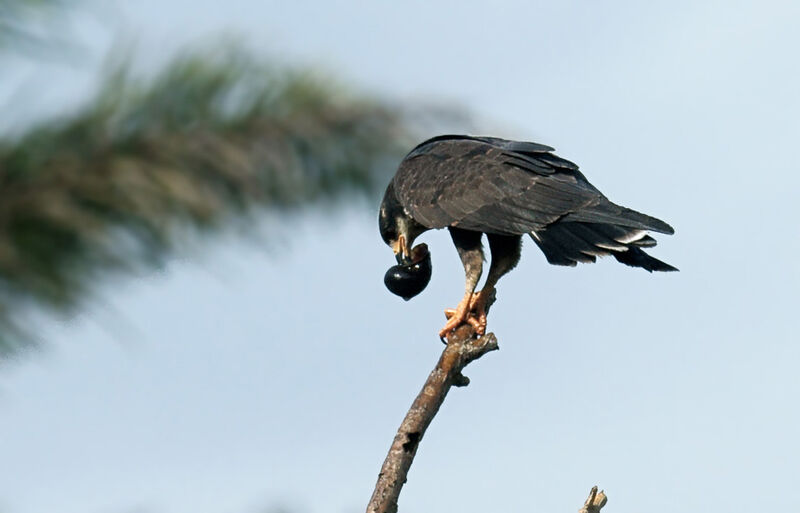 Snail Kite female adult