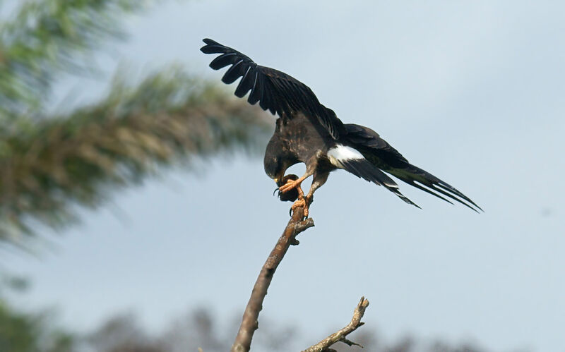 Snail Kite female adult