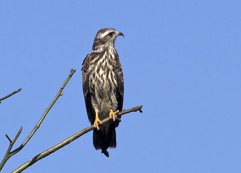 Snail Kite female adult