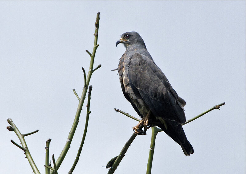 Snail Kite male subadult