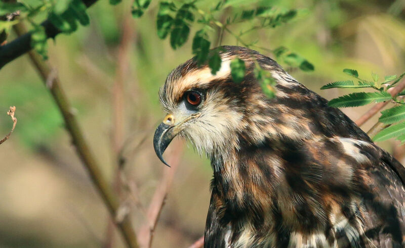 Snail Kite female adult, close-up portrait