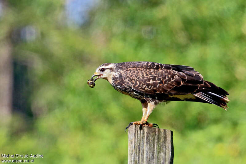 Snail Kite female juvenile, feeding habits, eats