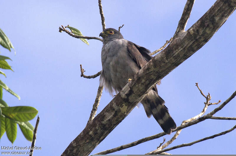 Rufous-thighed Kite