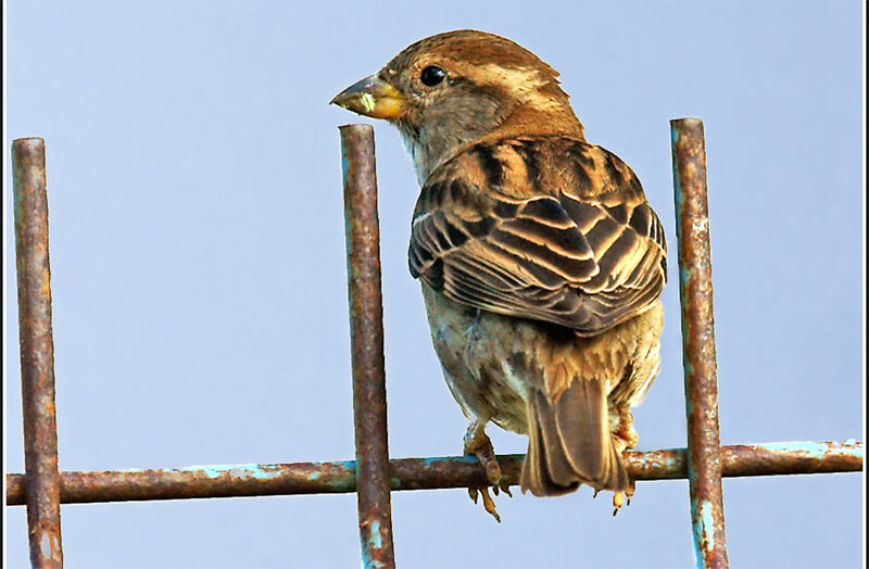 Moineau domestique femelle