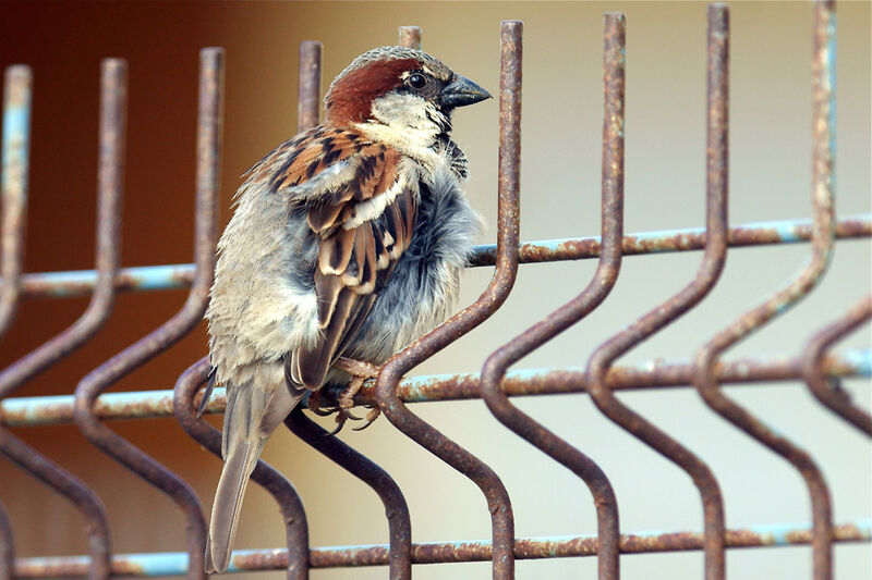 Moineau domestique mâle adulte