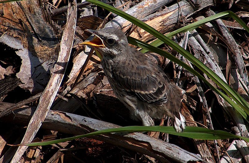 Tropical Mockingbird